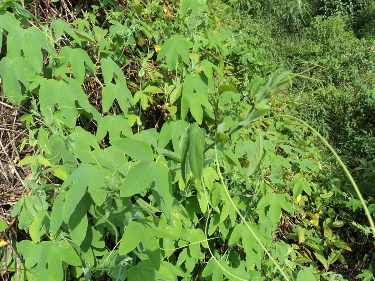 Passiflora subpeltata Ortega